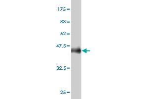 Western Blot detection against Immunogen (36. (PPFIBP2 抗体  (AA 1-100))