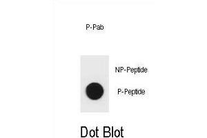 Dot blot analysis of mouse BAD Antibody (Phospho S96) Phospho-specific Pab (ABIN1881096 and ABIN2839955) on nitrocellulose membrane. (BAD 抗体  (pSer96))