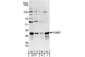 Western Blotting (WB) image for anti-Proteasome (Prosome, Macropain) Inhibitor Subunit 1 (PI31) (PSMF1) (AA 150-200) antibody (ABIN7450614)