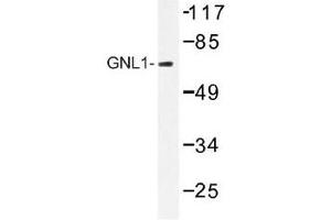 Image no. 1 for anti-Guanine Nucleotide Binding Protein Like Protein 1 (GNL1) antibody (ABIN317914) (GNL1 抗体)
