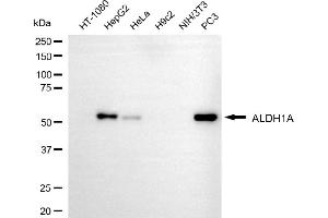 Western blotting analysis using ALDH1A3 antibody (ABIN7797557). (ALDH1A3 抗体)