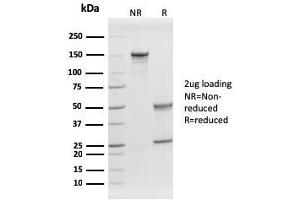 SDS-PAGE Analysis Purified Prohibitin Mouse Monoclonal Antibody (PHB/1882). (Prohibitin 抗体  (AA 167-261))