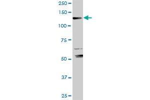 XPO5 MaxPab rabbit polyclonal antibody. (XPO5 抗体  (AA 1-1204))