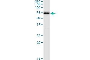 Immunoprecipitation of TULP2 transfected lysate using anti-TULP2 MaxPab rabbit polyclonal antibody and Protein A Magnetic Bead , and immunoblotted with TULP2 MaxPab mouse polyclonal antibody (B01) . (TULP2 抗体  (AA 1-520))