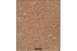 Formalin-fixed and paraffin-embedded human brain reacted with ZBTB2 Antibody (C-term), which was peroxidase-conjugated to the secondary antibody, followed by DAB staining.