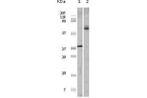 Western blot analysis using ELK1 mouse mAb against truncated ELK1 recombinant protein (1) and K562 cell lysate (2).