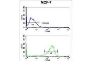 SELT Antibody (N-term) (ABIN653254 and ABIN2842777) flow cytometry analysis of MCF-7 cells (bottom histogram) compared to a negative control cell (top histogram). (SELT 抗体  (N-Term))