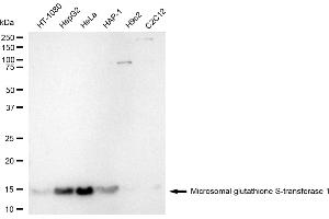anti-Microsomal Glutathione S-Transferase 1 (MGST1) antibody