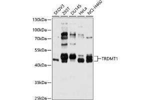 Western blot analysis of extracts of various cell lines, using TRDMT1 antibody (ABIN6131596, ABIN6149479, ABIN6149480 and ABIN6214817) at 1:1000 dilution. (Dnmt2 抗体  (AA 192-391))