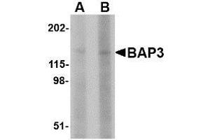 Image no. 1 for anti-BAI1-Associated Protein 3 (BAIAP3) (N-Term) antibody (ABIN1495387) (BAIAP3 抗体  (N-Term))