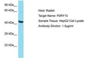 Image no. 1 for anti-Purinergic Receptor P2Y, G-Protein Coupled, 10 (P2RY10) (N-Term) antibody (ABIN6750599)