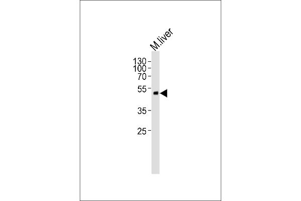 PDGFD antibody  (AA 313-341)