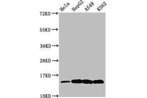 Western Blot Positive WB detected in: Hela whole cell lysate, HepG2 whole cell lysate, A549 whole cell lysate, K562 whole cell lysate (All treated by 30 mM sodium butyrate for 4h) All lanes: H2AFZ antibody at 0. (H2AFZ 抗体  (acLys7))