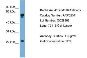 WB Suggested Anti-C14orf126  Antibody Titration: 0. (C14orf126 抗体  (Middle Region))