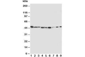 Western blot testing of IDO antibody and Lane 1:  SMMC-7721;  2: A549;  3: human placenta;  4: SW620;  5: U87;  6: 293T;  7: A431;  8: HeLa;  9: COLO320 cell lysate (IDO 抗体  (N-Term))