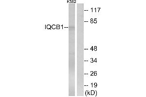 Western blot analysis of extracts from K562 cells, using IQCB1 antibody. (IQCB1 抗体)