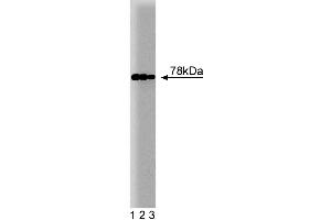 Western blot analysis of BiP on HepG2 cell lysate. (GRP78 抗体  (AA 525-628))