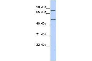 Western Blotting (WB) image for anti-Zinc Finger Protein 252 (ZNF252) antibody (ABIN2457920) (ZNF252 抗体)