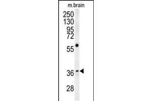 Western blot analysis in mouse brain tissue lysates (15ug/lane). (MAPRE1 抗体  (N-Term))