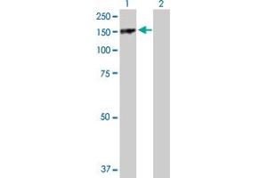 Western Blot analysis of PARD3 expression in transfected 293T cell line by PARD3 MaxPab polyclonal antibody. (PARD3 抗体  (AA 1-1340))