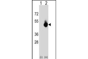 Western blot analysis of BAT4 (arrow) using rabbit polyclonal BAT4 Antibody (C-term) (ABIN652667 and ABIN2842448). (BAT4 抗体  (C-Term))