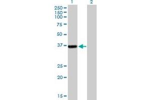 Western Blot analysis of RFC2 expression in transfected 293T cell line by RFC2 MaxPab polyclonal antibody. (RFC2 抗体  (AA 1-320))