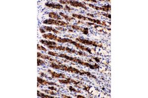 Nucleobindin 2 was detected in paraffin-embedded sections of rat gaster tissues using rabbit anti- Nucleobindin 2 Antigen Affinity purified polyclonal antibody at 1 μg/mL. (NUCB2 抗体  (AA 25-106))