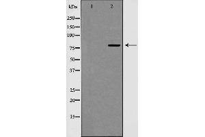 Western blot analysis of Cyclin F expression in extracts from HeLa cells. (Cyclin F 抗体  (C-Term))