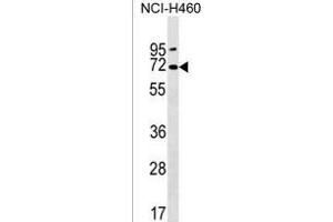 PKD2L2 Antibody (Center) (ABIN1538023 and ABIN2850127) western blot analysis in NCI- cell line lysates (35 μg/lane). (PKD2L2 抗体  (AA 193-219))