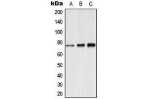 Western blot analysis of Synapsin 1 (pS9) expression in A549 (A), mouse brain (B), rat brain (C) whole cell lysates.