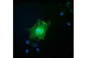 Anti-FAM84B mouse monoclonal antibody (ABIN2453037) immunofluorescent staining of COS7 cells transiently transfected by pCMV6-ENTRY FAM84B (RC207996). (FAM84B 抗体)