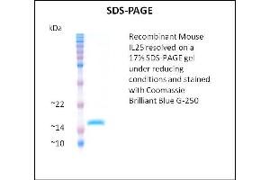 SDS-PAGE (SDS) image for Interleukin 25 (IL25) (Active) protein (ABIN5509409) (IL-25 蛋白)