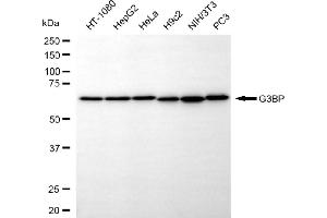 anti-GTPase Activating Protein (SH3 Domain) Binding Protein 1 (G3BP1) antibody