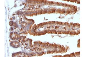 Formalin-fixed, paraffin-embedded Mouse Small Intestine stained with ODC1 MAb (ODC1/487) (ODC1 抗体)