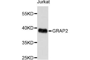 Western blot analysis of extracts of Jurkat cells, using GRAP2 antibody.