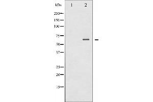 Western blot analysis of SYK phosphorylation expression in EGF treated COS7 whole cell lysates,The lane on the left is treated with the antigen-specific peptide. (SYK 抗体  (pTyr348))