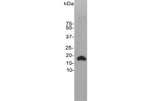 Western blot of rat brain homogenate stained with CPCA-VLP-1.