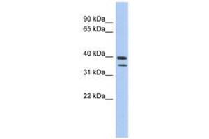 C4ORF23 抗体  (AA 427-476)