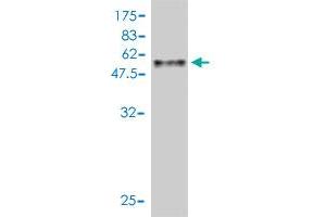 Western Blot detection against Immunogen (53. (ASB9 抗体  (AA 1-252))