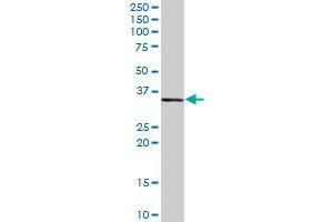 CEBPE MaxPab rabbit polyclonal antibody. (CEBPE 抗体  (AA 1-281))
