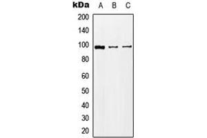 Western blot analysis of KA2 expression in HEK293T (A), Raw264. (GRIK5 抗体  (C-Term))