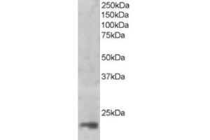 Western Blotting (WB) image for anti-Mago-Nashi Homolog (MAGOH) (C-Term) antibody (ABIN2465918) (MAGOH 抗体  (C-Term))