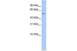 WB Suggested Anti-TANK Antibody Titration:  0. (TANK 抗体  (N-Term))