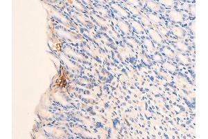 ABIN6267253 at 1/100 staining mouse gastric tissue sections by IHC-P.