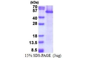 SDS-PAGE (SDS) image for Eukaryotic Translation Elongation Factor 1 alpha 1 (EEF1A1) (AA 1-462) protein (ABIN5853616) (eEF1A1 Protein (AA 1-462))