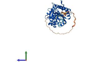 AlphaFold protein structure predicition of Human Recombinant XXYLT1 Protein, UniprotID Q8NBI6
