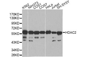 Western blot analysis of extracts of various cell lines, using HDAC2 antibody. (HDAC2 抗体  (C-Term))