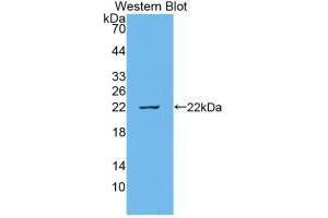 Western blot analysis of recombinant Cow IL18. (IL-18 抗体  (AA 37-193))