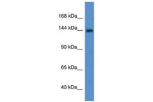 Western Blot showing Insr antibody used at a concentration of 1. (Insulin Receptor 抗体  (Middle Region))