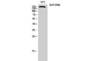 Western Blotting (WB) image for anti-AT Rich Interactive Domain 1B (SWI1-Like) (ARID1B) (Internal Region) antibody (ABIN3173979) (ARID1B 抗体  (Internal Region))